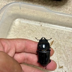 オオクワガタ♂♀♀３頭セットの画像