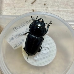 オオクワガタ♂♀♀３頭セットの画像