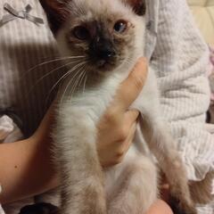 シャム系子猫の里親様を探しています。