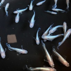 若魚　レッドクリフ紅白　メダカ　１２匹の画像