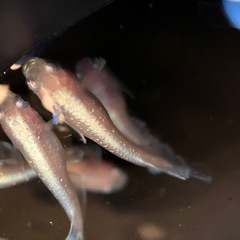 若魚　レッドクリフ紅白　メダカ　１２匹の画像