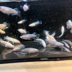 若魚　レッドクリフ紅白　メダカ　１２匹の画像