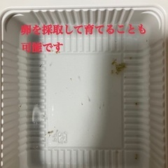 ❤メダカの稚魚＆卵 50匹～の画像