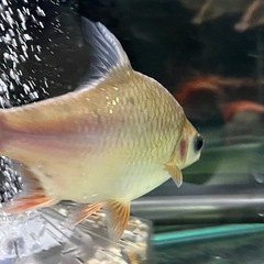 無料　熱帯魚　　の画像