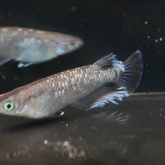 現物出品　ミッドナイトフリル　４匹　メダカ成魚の画像