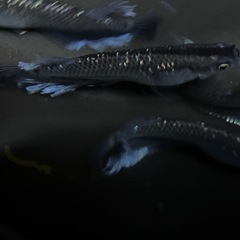 現物出品　ミッドナイトフリル　４匹　メダカ成魚の画像