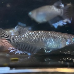 現物出品　ミッドナイトフリル　４匹　メダカ成魚の画像