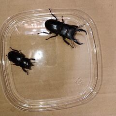 取引中　本土ヒラタクワガタ10ペア新成虫の画像