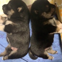 豆柴ちゃん家族募集