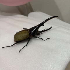 ヘラクレスオオカブト　♂    その2の画像