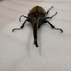 ヘラクレスオオカブト　♂    その2の画像