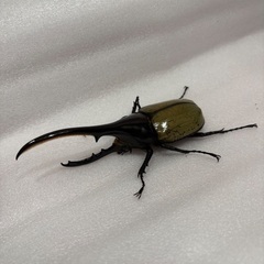 ヘラクレスオオカブト　♂    その2の画像