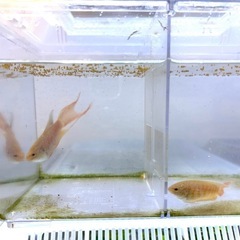アルビノタイガーパラダイスフィッシュ　1ペアの画像
