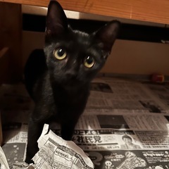 生後半年くらいのオス黒猫ちゃん