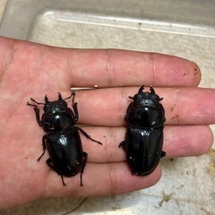 オオクワガタ♂♀♀3頭セットの画像