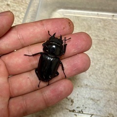 オオクワガタ♂♀♀3頭セットの画像