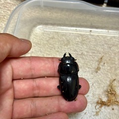 オオクワガタ♂♀♀3頭セットの画像