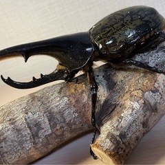 ①ヘラクレスヘラクレス♂122mmの画像