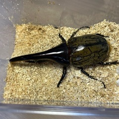 ①ヘラクレスヘラクレス♂122mmの画像