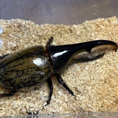 ①ヘラクレスヘラクレス♂122mmの画像