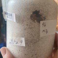 オオクワガタ新成虫♂単品　奈良輪川西ちなみ77mmの画像
