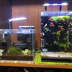 テトラ 水槽セット リビングキューブ20LED付の画像