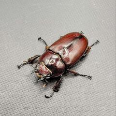 【夏休みセール※8/31まで】トカラノコギリクワガタ①　♂♀ペア　中歯　新成虫の画像