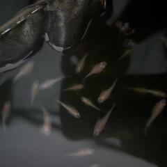 ダルマメダカの画像