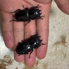 オオクワガタ♂♀♀3頭セットの画像