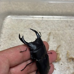 オオクワガタ♂♀♀3頭セットの画像
