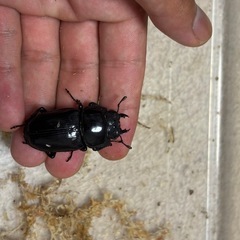 オオクワガタ♂♀♀3頭セットの画像