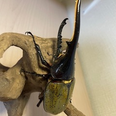 特大♀‼︎ヘラクレスヘラクレス成虫ペア♂130mm♀73mmの画像