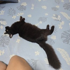 「⚠️仮親決定の為一旦応募止めます。」7ヶ月(仮)の長毛黒猫♂(大型猫の血が混ざってる！？) - 日立市