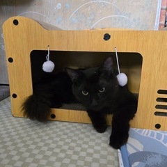 7ヶ月(仮)の長毛黒猫♂(大型猫の血が混ざってる！？)
