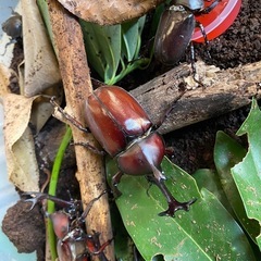 カブトムシの画像