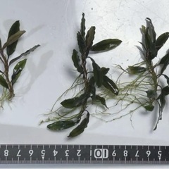 ブセファランドラsp.クアラクアヤン　TYPE1（一株）の画像