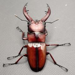 【夏休みセール※8/31まで】トカラノコギリクワガタ②　♂♀ペア　中歯　新成虫の画像