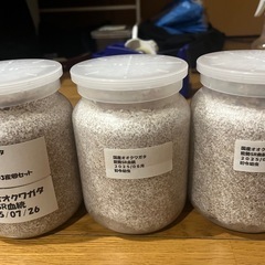 国産オオクワガタ　能勢SR血統　菌糸瓶入り3頭の画像