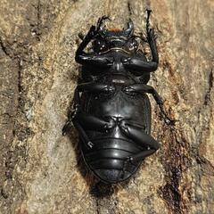 タイワンオオクワガタ 成虫♂1♀2セットの画像