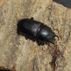 タイワンオオクワガタ 成虫♂1♀2セットの画像