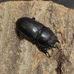 タイワンオオクワガタ 成虫♂1♀2セットの画像