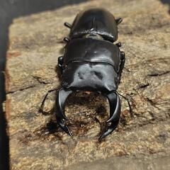 タイワンオオクワガタ 成虫♂1♀2セットの画像