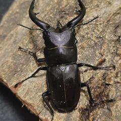 天然物 アマミノコギリクワガタ 成虫ペアの画像