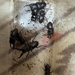 カブトムシ、クワガタいろいろの画像