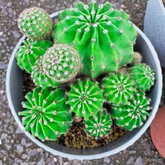 サボテン育てませんか🌵の画像