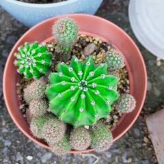 サボテン育てませんか🌵の画像