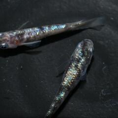 初出品！メダカ ジャックローズ　幼魚6匹！の画像