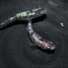 初出品！メダカ ジャックローズ　幼魚6匹！の画像