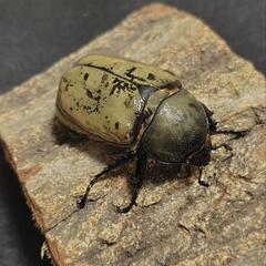 グラントシロカブト 成虫ペアの画像