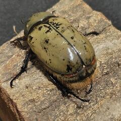 グラントシロカブト 成虫ペアの画像